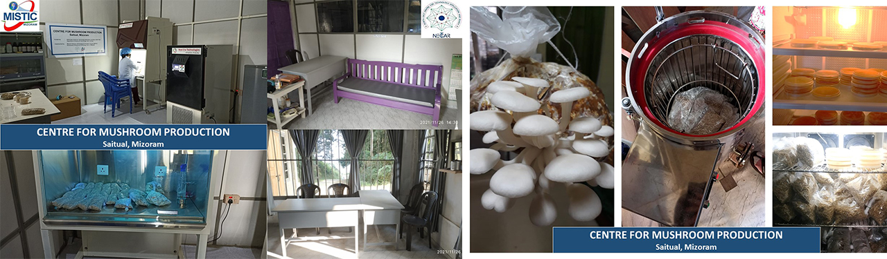 Centre for Mushroom Production at Saitual, Mizoram (Funded by NECTAR, DST, Govt. of India)